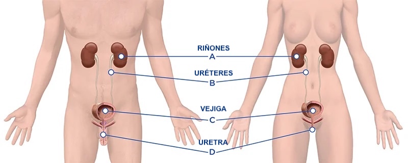 TRASTORNOS URINARIOS​ INCONTINENCIA URINARIA